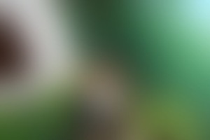 Фотография квеста Angry Birds от компании Суперостров (Фото 3)